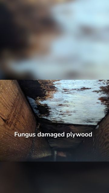 Fungus damaged plywood